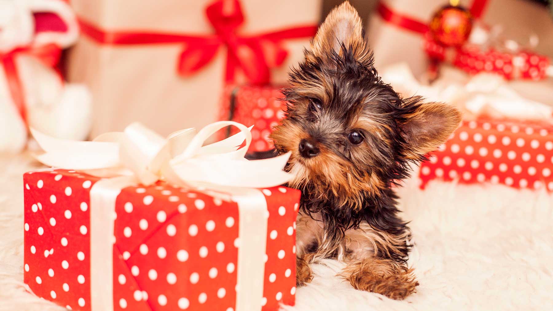 How To Keep Your Pets Safe This Christmas - RH Uncovered