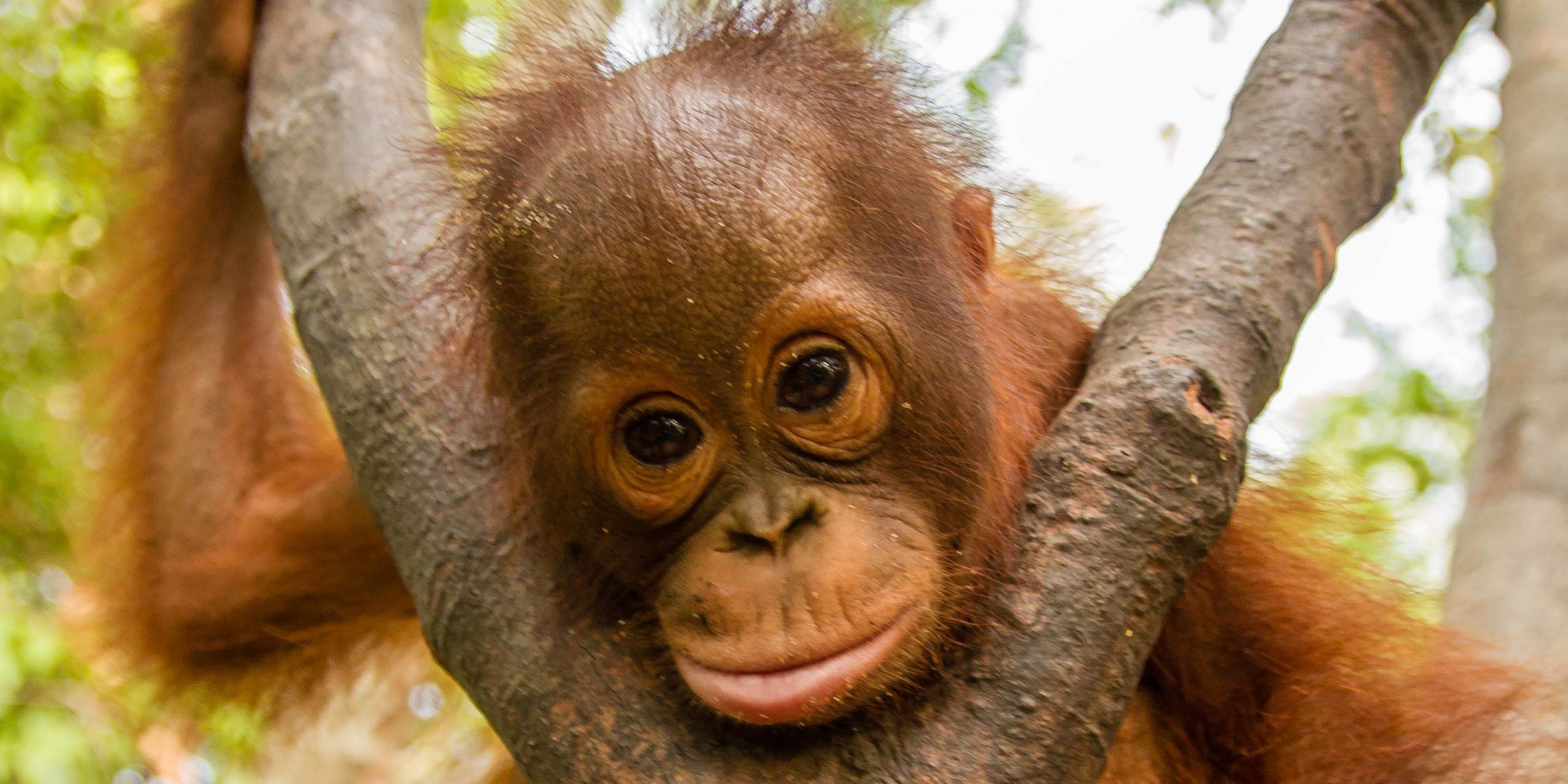 Sussex Charity Helping The Worlds Orangutans - RH Uncovered